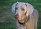 Weimaraner Dog Standing