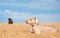 Weimaraner dog watching a pretty butterfly