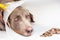 Weimaraner dog wearing a plastic elizabethan buster collar at home