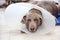 Weimaraner dog wearing a plastic elizabethan buster collar at home