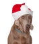 Weimaraner dog wearing a Santa hat