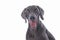 Weimaraner Dog on White Background