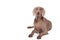 Weimaraner female dog