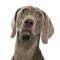 Weimaraner in front of white background