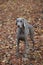 Weimaraner grey coat gum dog.young female