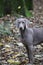 Weimaraner grey coat gum dog.young female