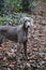 Weimaraner grey coat gum dog.young female