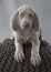 Weimaraner grey puppy on the pillow