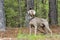 Weimaraner gun dog, pet adoption photo, Monroe Georgia USA