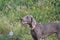 Weimaraner Hound Dog female