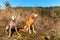 Weimaraner and Hungarian Pointer Vizsla in the forest. Training of hunting dogs. Spring walk in nature. Morning sun