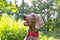 Weimaraner hunting dog female with pink signal collar