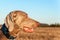 Weimaraner on hunting. Loyal friend. Dog`s eyes. Hunting dog