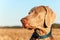 Weimaraner on hunting. Loyal friend. Dog`s eyes. Hunting dog