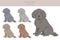 Weimaraner longhaired puppy clipart. All coat colors set. All dog breeds characteristics infographic