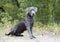 Weimaraner mix breed dog adoption rescue photograph