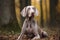 Weimaraner - originated in Germany (Generative AI)