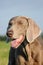 Weimaraner pointer (head)