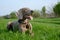 Weimaraner pointer looking into the sunlight