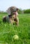 Weimaraner pointer looking into the sunlight