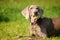 Weimaraner pointer playing with the ball