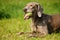 Weimaraner pointer playing with the ball