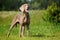 Weimaraner pointer standing the filed