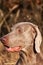 Weimaraner portrait. Close-up of a hunting dog. Loyal friend. Head of Weimaraner