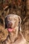 Weimaraner portrait. Close-up of a hunting dog. Loyal friend. Head of Weimaraner