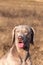 Weimaraner portrait. Close-up of a hunting dog. Loyal friend. Head of Weimaraner