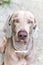 Weimaraner portrait. Hound. Close up portrait of a Weimaraner, outdoors with warm afternoon sun