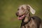 Weimaraner portrait in nature park