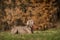 Weimaraner portrait in nature park