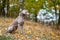 Weimaraner posing on a meadow in autumn landscape