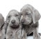 Weimaraner puppies