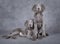 Weimaraner puppies in front of grey background