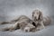 Weimaraner puppies in front of grey background