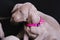 Weimaraner puppies on a pink leash with a black background