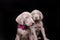 Weimaraner puppies on a pink leash with a black background