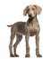 Weimaraner puppy, 2,5 months old, standing