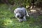 Weimaraner puppy