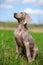 Weimaraner puppy