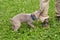 Weimaraner puppy being naughty and pulling on a person`s pant leg