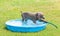 Weimaraner puppy in a plastic pool on a hot summer day