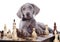 Weimaraner puppy plays chess