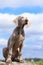 Weimaraner puppy portrait