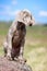 Weimaraner puppy portrait