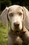 Weimaraner puppy portrait close up blue eyes