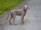 Weimaraner puppy takes his first steps in training