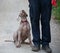 Weimaraner puppy takes his first steps in training